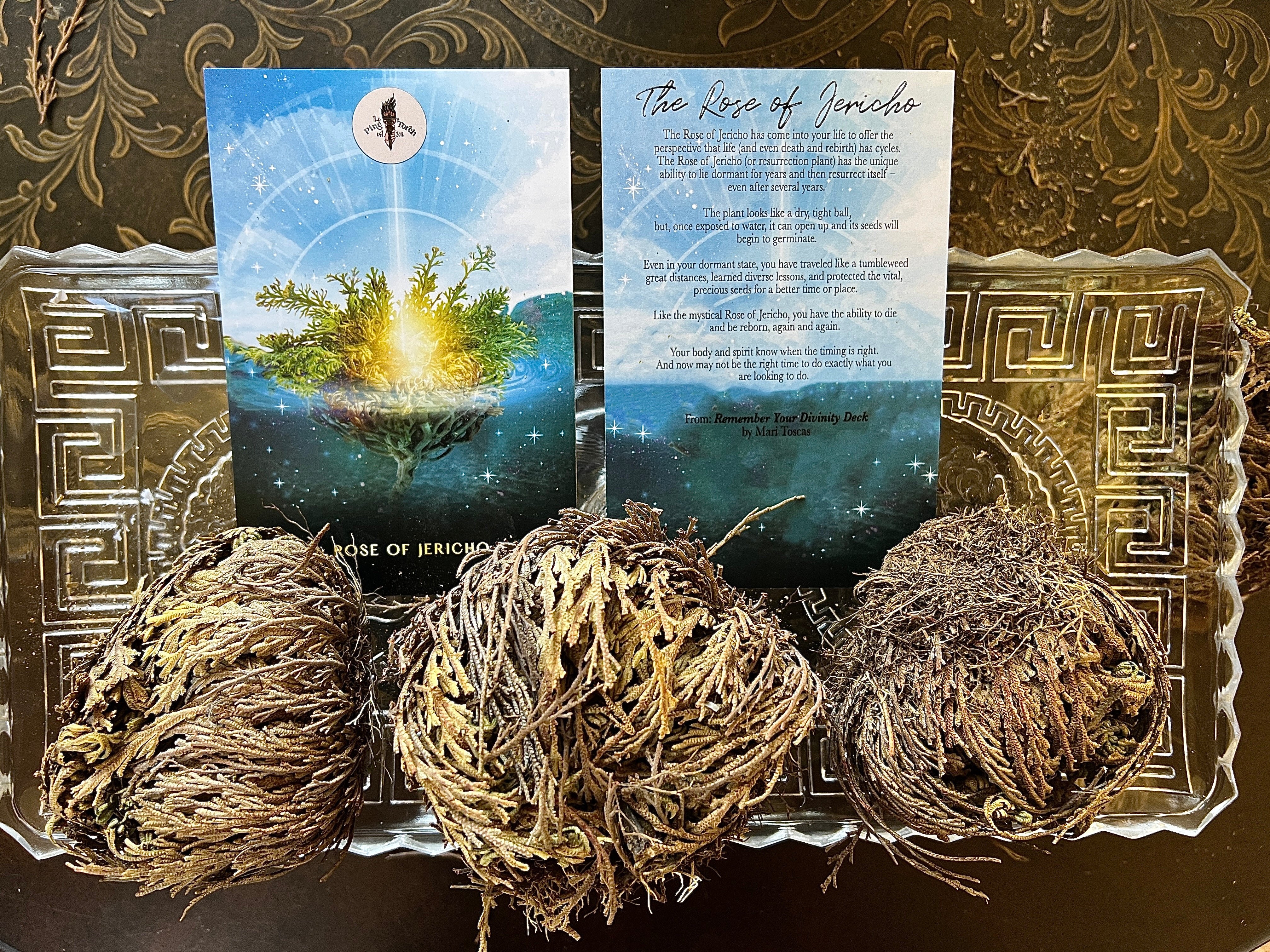 << ROSE OF JERICHO >> RESURRECTION PLANT