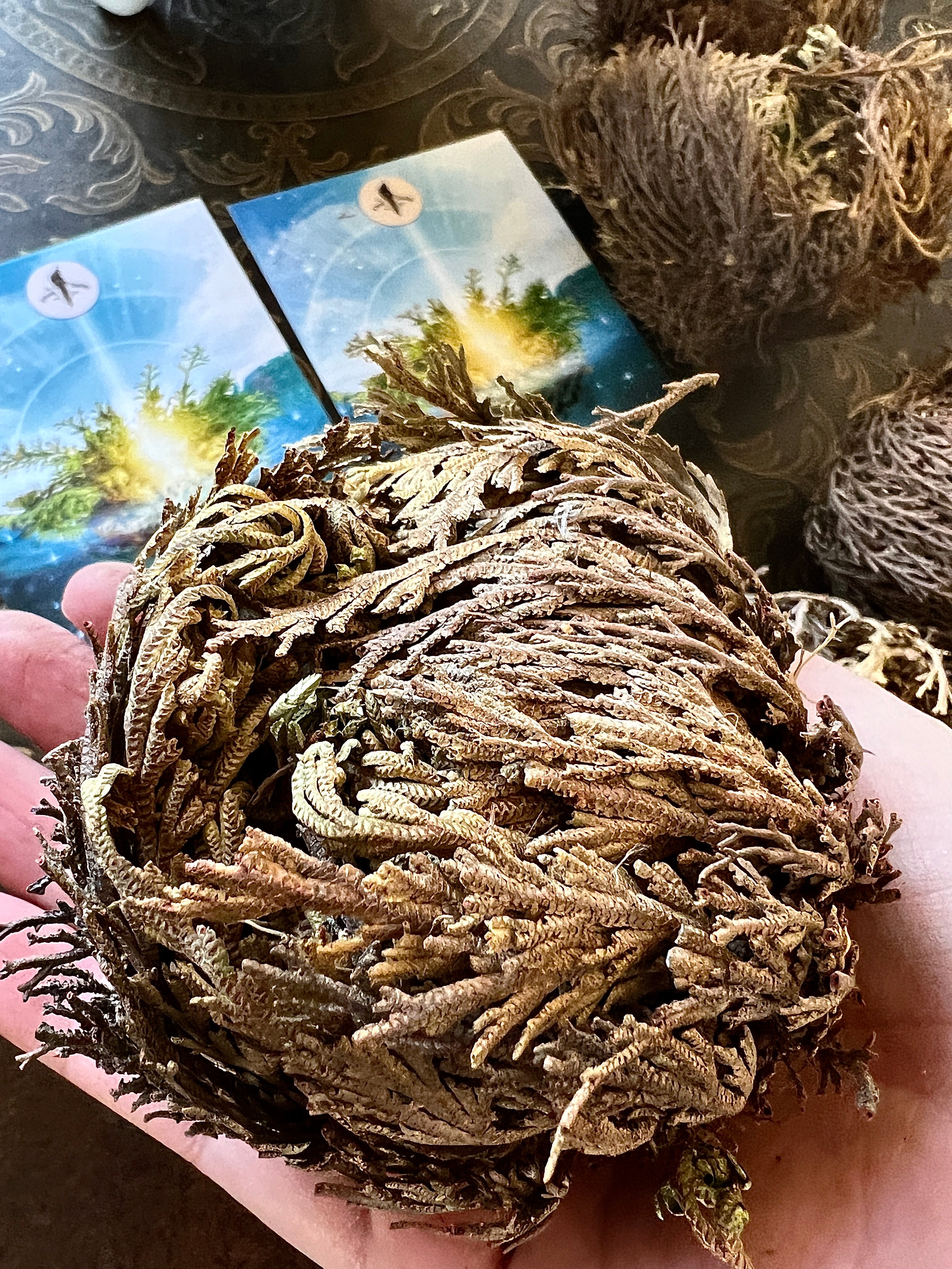 << ROSE OF JERICHO >> RESURRECTION PLANT