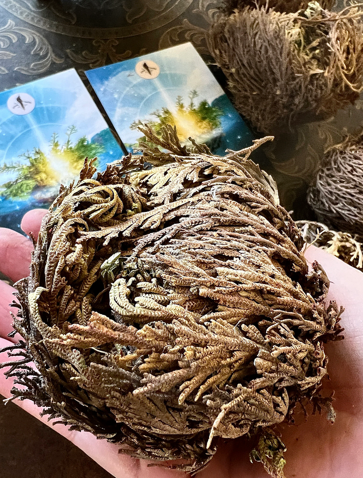 ROSE OF JERICHO << RESURRECTION PLANT >>