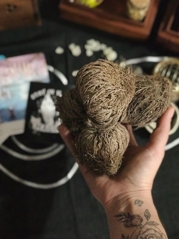 ROSE OF JERICHO << RESURRECTION PLANT >>