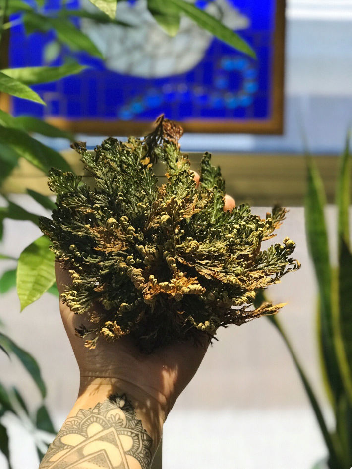 ROSE OF JERICHO << RESURRECTION PLANT >>