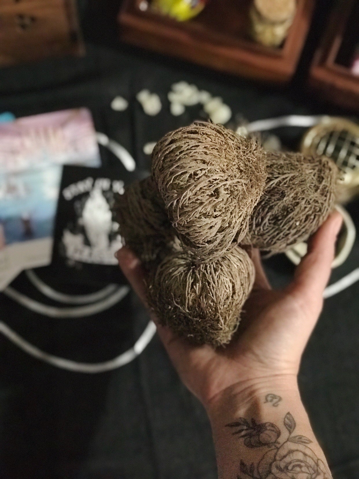 << ROSE OF JERICHO >> RESURRECTION PLANT